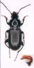 Pterostichus anthracinus